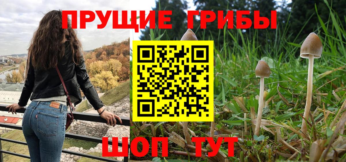 Псилоцибиновые грибы мицелий Великий Новгород